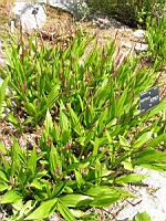 Bletilla striata (fam Orchidacees) (Chine) (1) (Photo F. Mrugala)